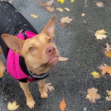 Excited and confused puppy sees snow for first time