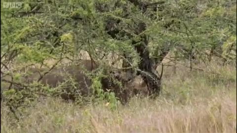 Animal Danger! Cheetah Cubs vs Rhino | Cheetahs | Fast Track to Freedom | BBC Earth