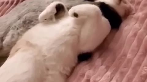 2 cats in love