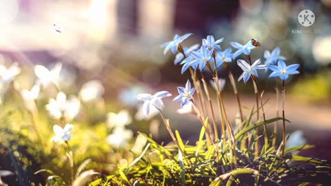 Blue flowers