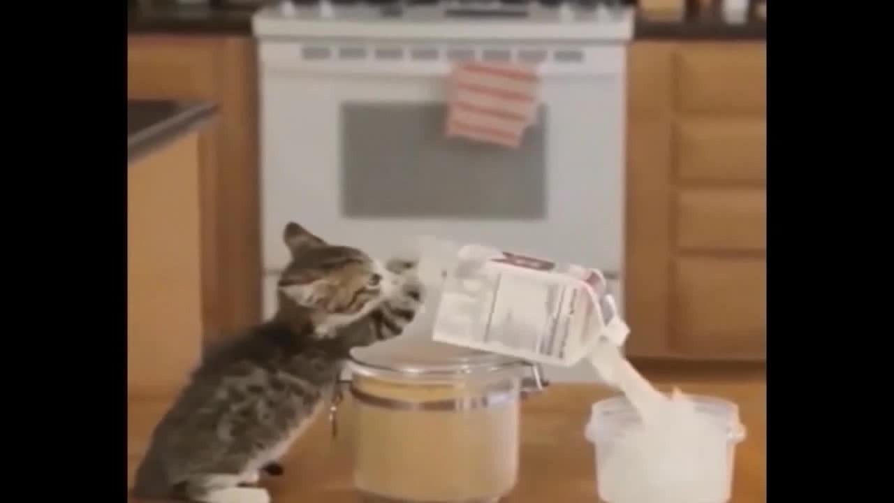 Smartest Kittens