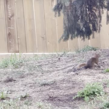 Squirrel is active animal