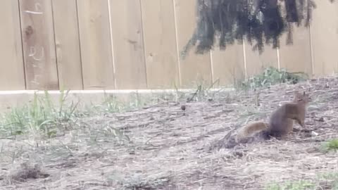 Squirrel is active animal