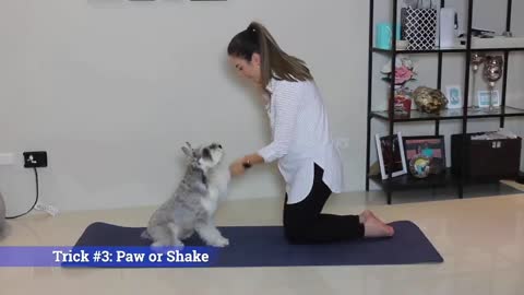 Super Easy Tricks To Teach Your Dog