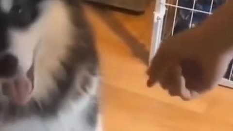 Shaking Hand by Little Puppy Amazing Moment # Short