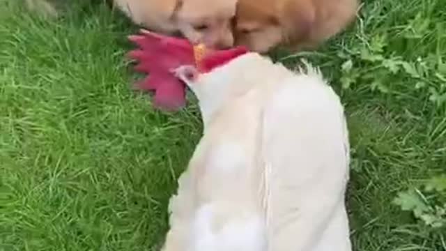 Funny Animal Videos