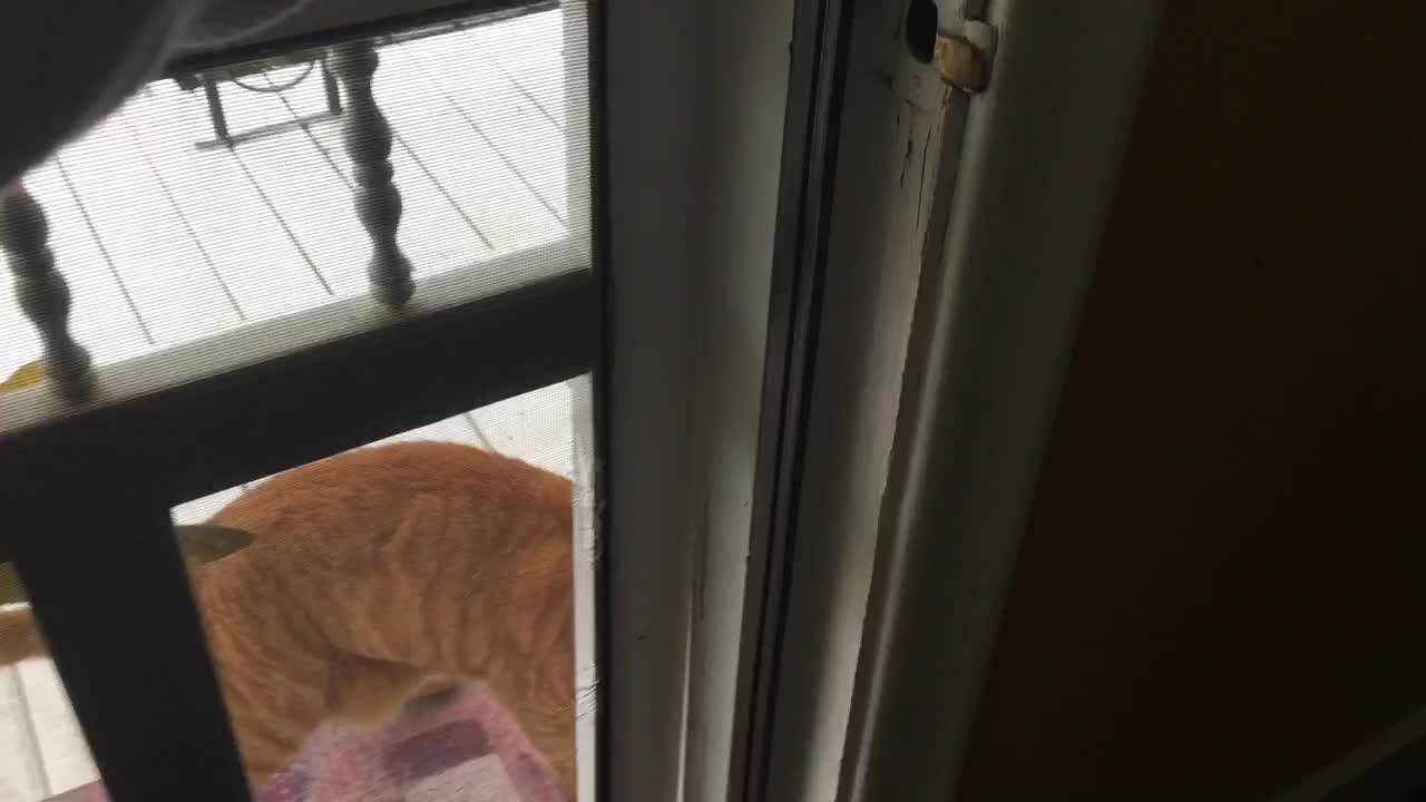 Owner Finds Cat In The Strangest Place