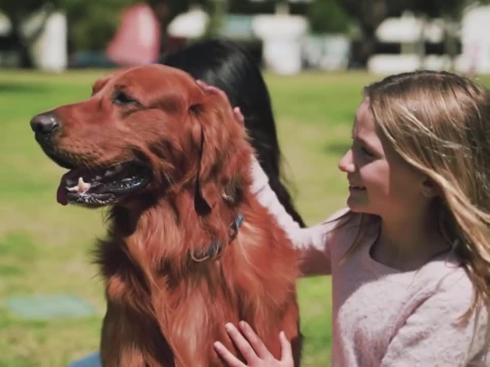 Dog training video