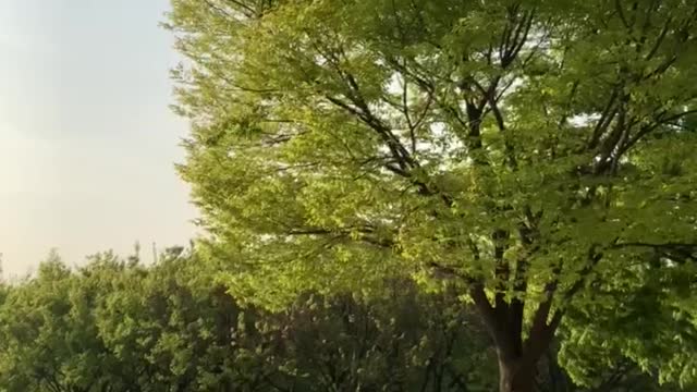 Idle afternoon in the park, with swaying leaves of the tree