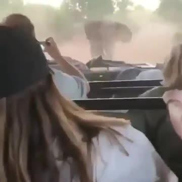 The car entered the elephants' territory and angered the older elephant