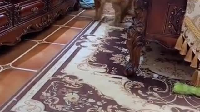 smart golden retriever