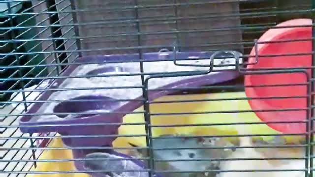 Sneaky n squeaky 3.