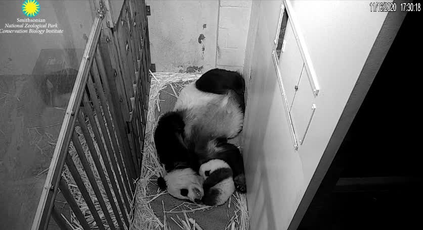 Mama Mei with Hiccups 11/16/20