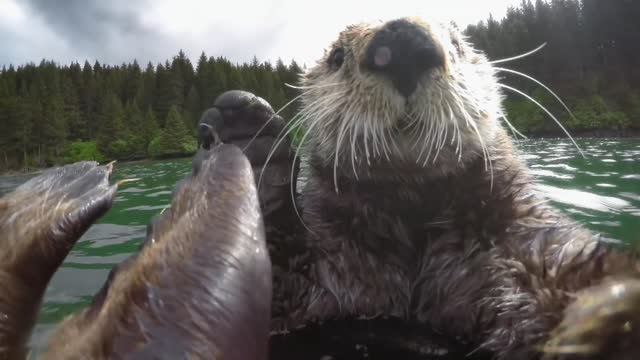 Otter Life up close.