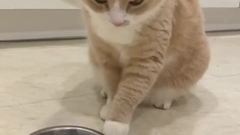 Cute cat video