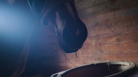 Horse in wooden box stall stable feeds on hay from a trough or bin