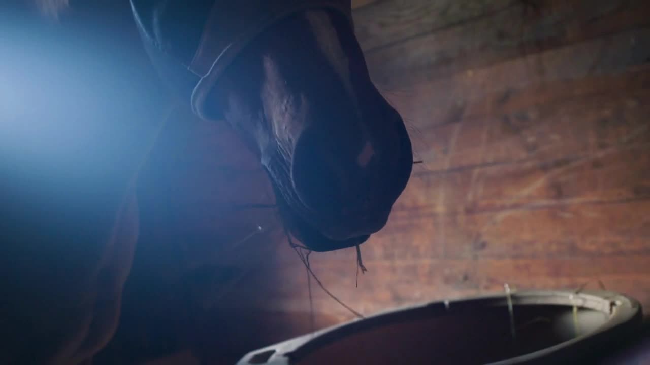 Horse in wooden box stall stable feeds on hay from a trough or bin