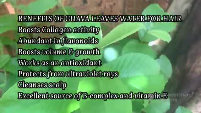 How to use guava leaves for hair growth || stop the hair fall #guavaleavesbenefits #guavaleaves