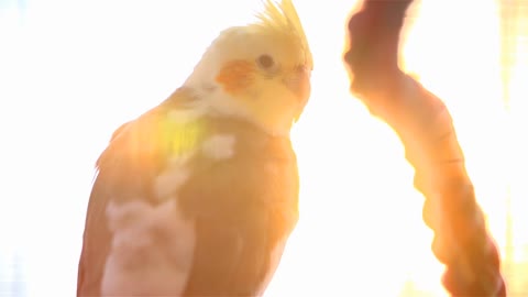 Bird At Sunset in Slow Motion