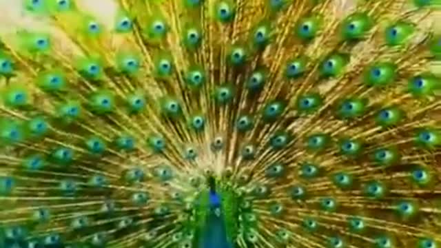 # world most beautiful and amazing peacock view soo amazing natural beautyy
