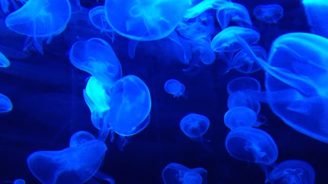 Wonders in the sea.6