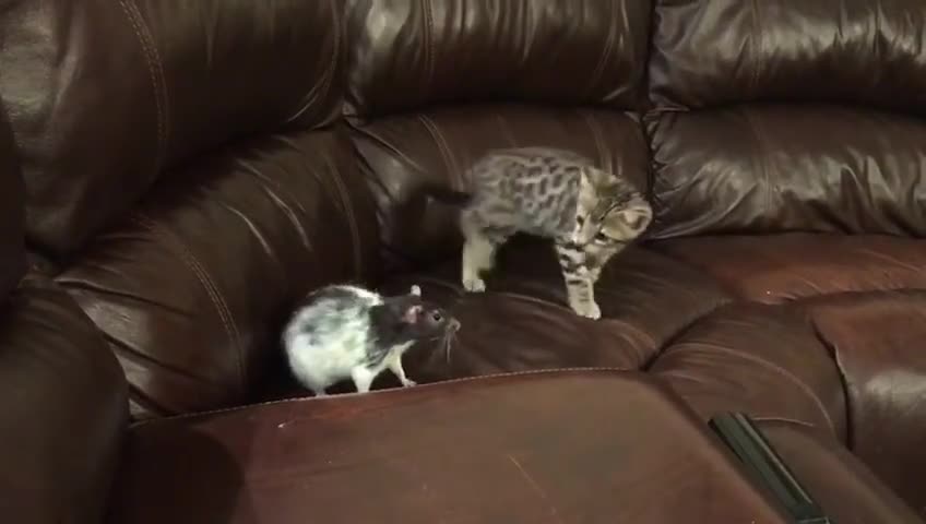 Cute kitten slaps a mouse