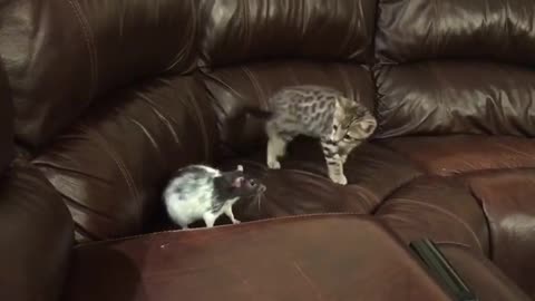 Cute kitten slaps a mouse