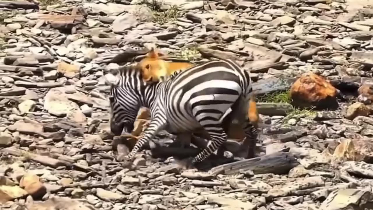 Lion VS zebra