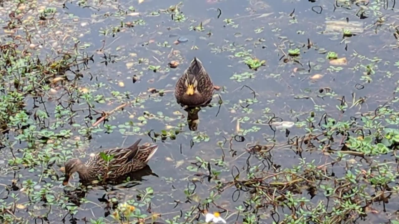 Two Female Mallard Ducks Swimming | Lake Tohopekaliga, Florida, 2.5.24