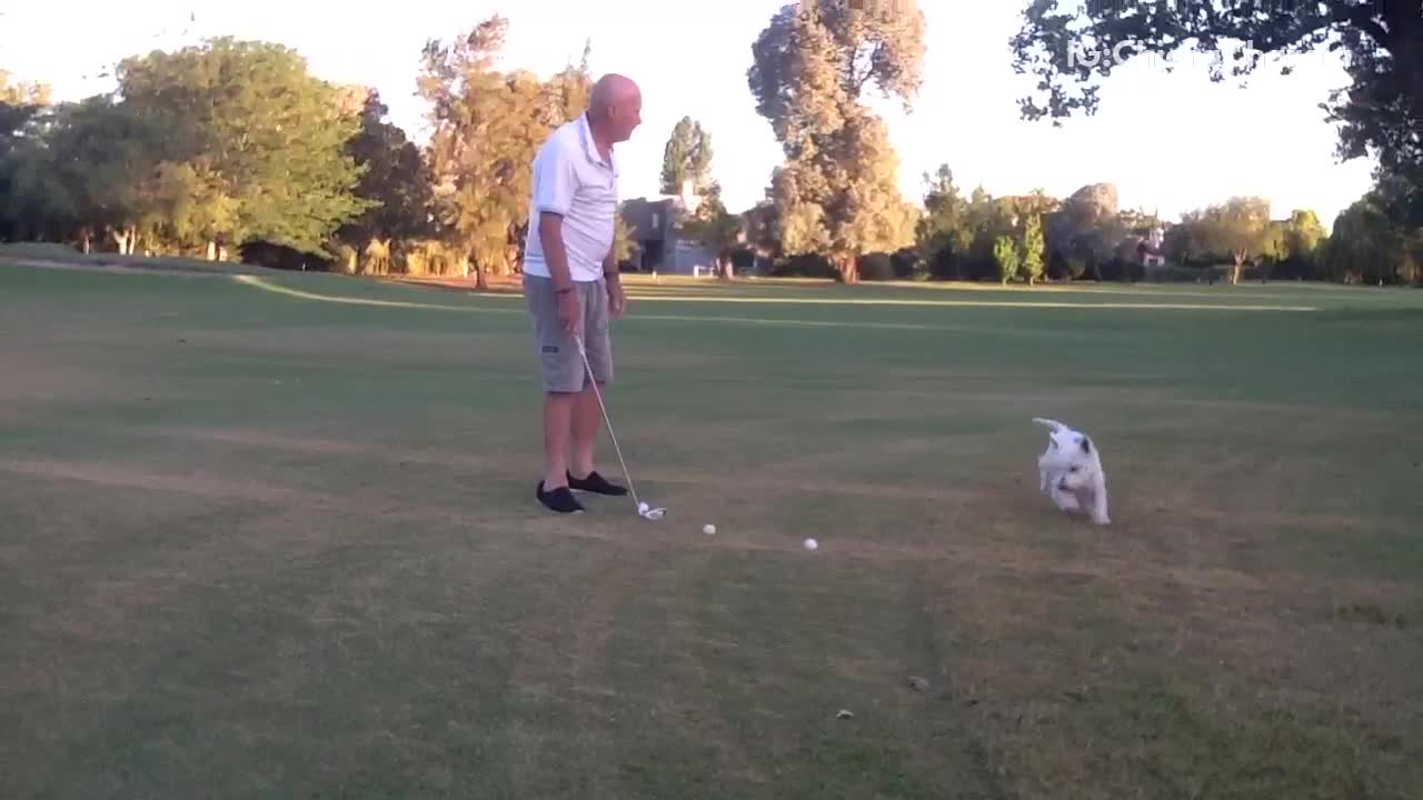 White dog steals golf balls from old guy owner