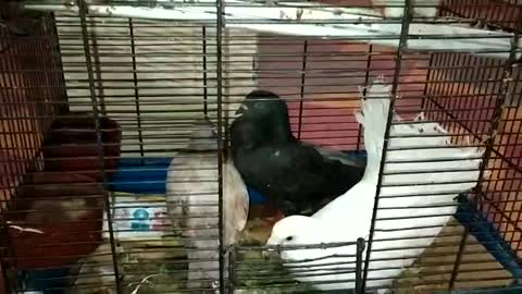 حمام طاوس pigeon indian