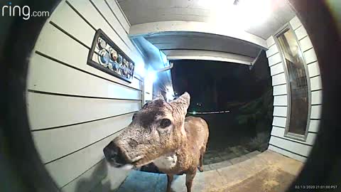 Buck Stops by to Munch on Birdseed