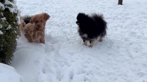 Group of Dogs Playing in Yard in Winter