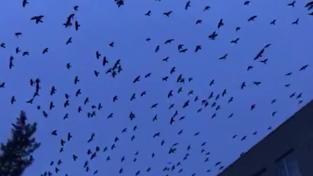 large flock of birds in winter