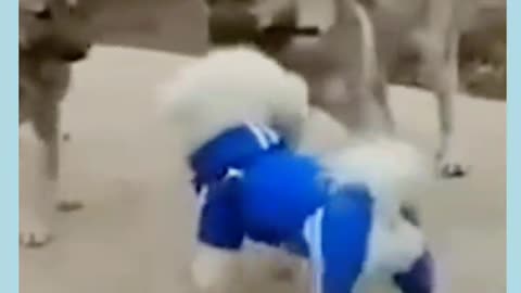 Dog funny videos