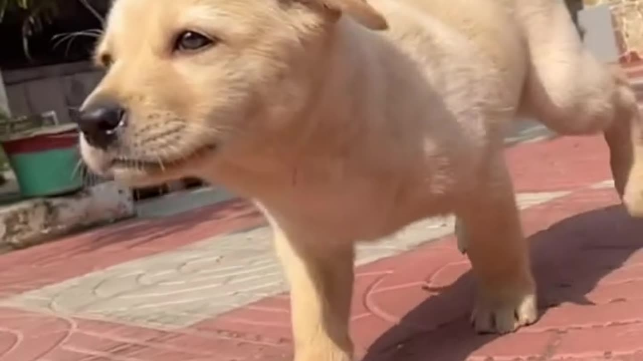 Beautiful cute dog video 😍