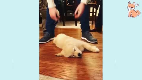 Funny DOG Videos