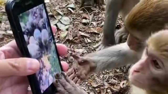 The children of the monkey fall into thinking after seeing the mobile.