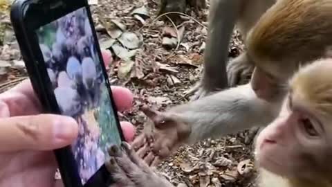 The children of the monkey fall into thinking after seeing the mobile.