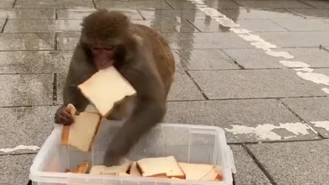 Monkey eating breads