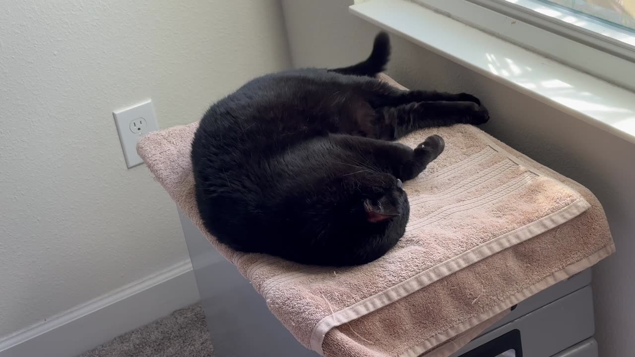 Adopting a Cat from a Shelter Vlog - Cute Precious Piper Sleeps and Exercises at the Same Time