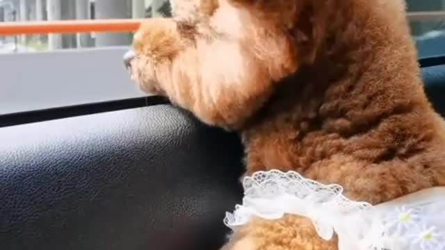 One more dog in my life