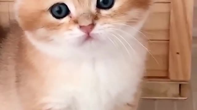 Funny Cat Cleaning Face # shorts