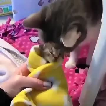 Pure Love cat family