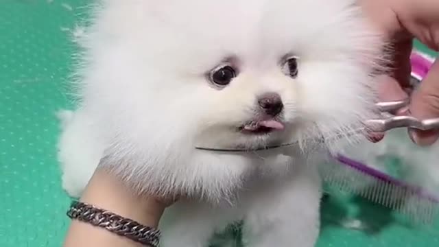 Funny dog haircut video