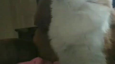 Cat watching bird shows