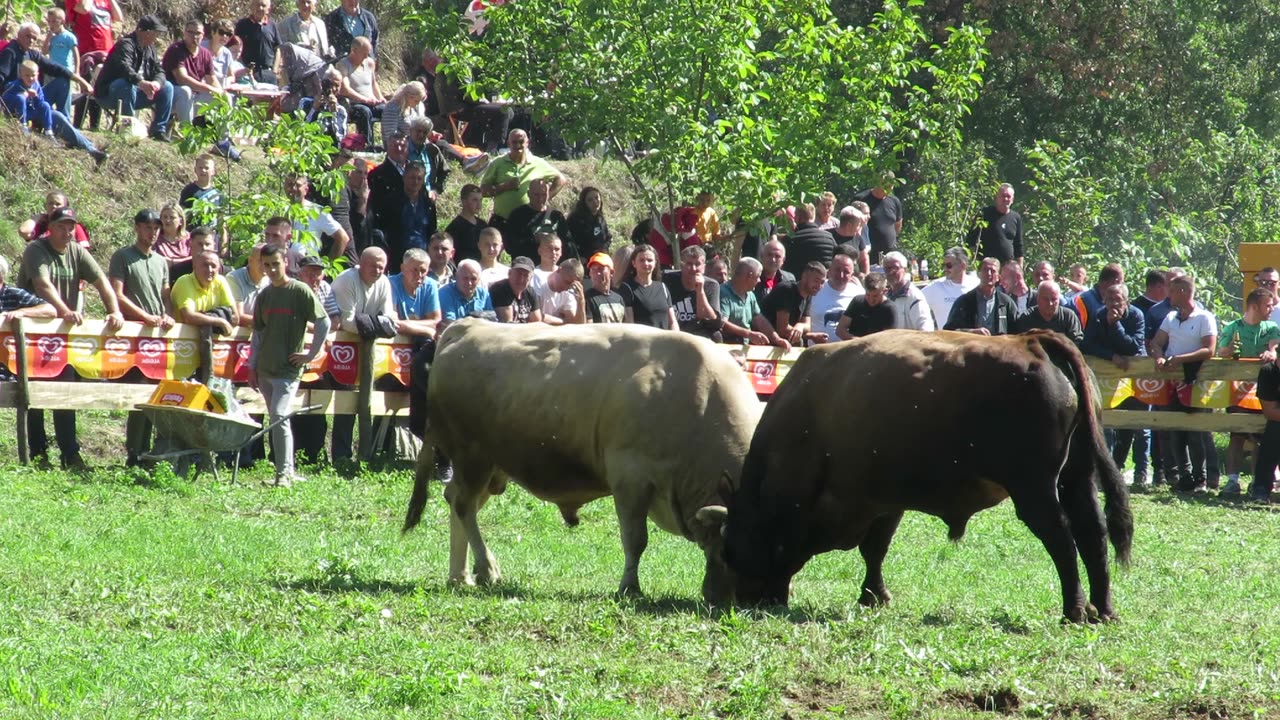 Brizan od Šahmana vs Golub od Zelihića Goduša 2024