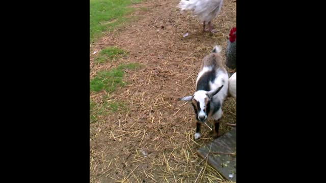 Turkey Cleaning Goat