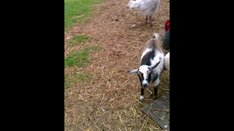 Turkey Cleaning Goat