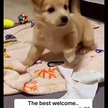 Funny moments with my dog #36